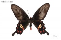 藏品(紅珠鳳蝶)的圖片